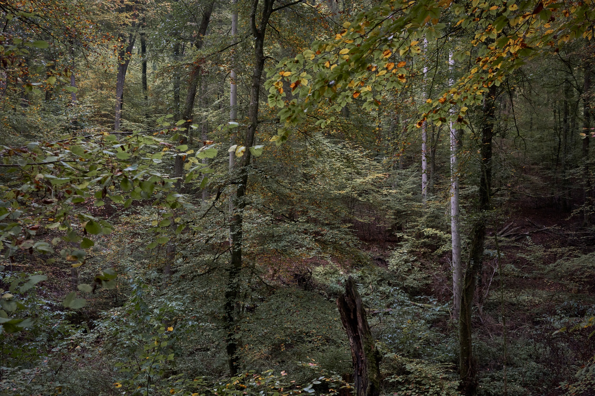 Autumn Valley by Sigitas Baltramaitis