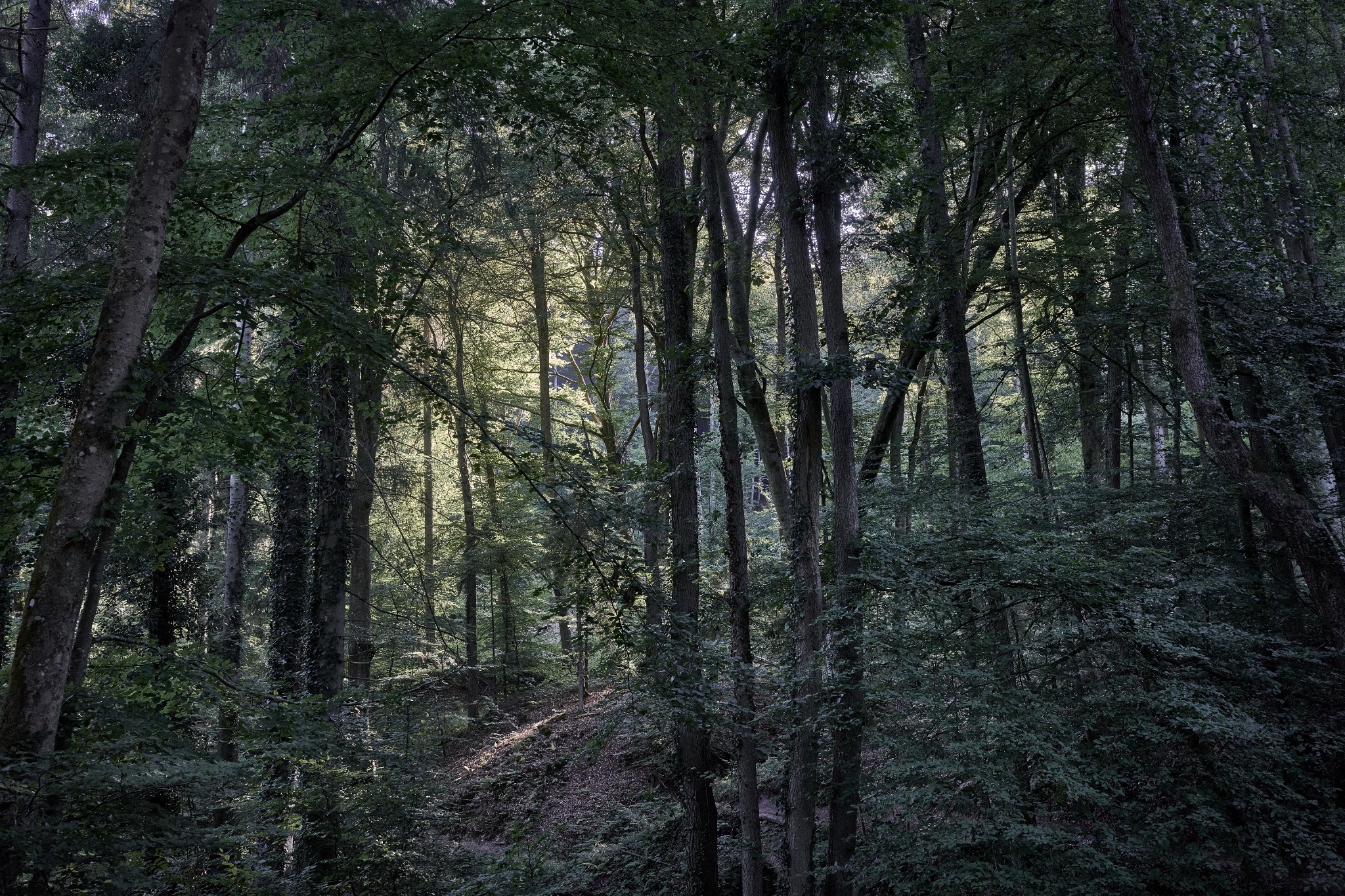 Between Presence and Memory by Sigitas Baltramaitis