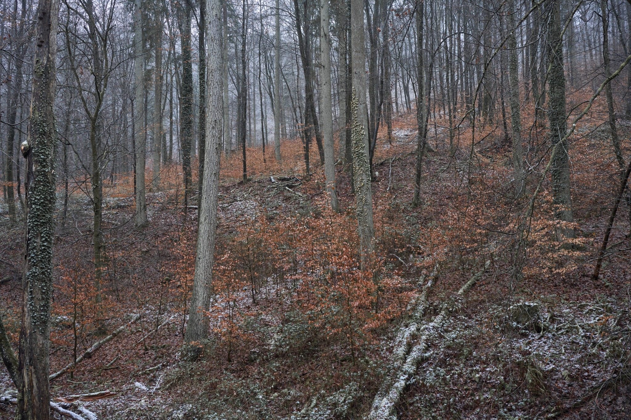 First Snow by Sigitas Baltramaitis