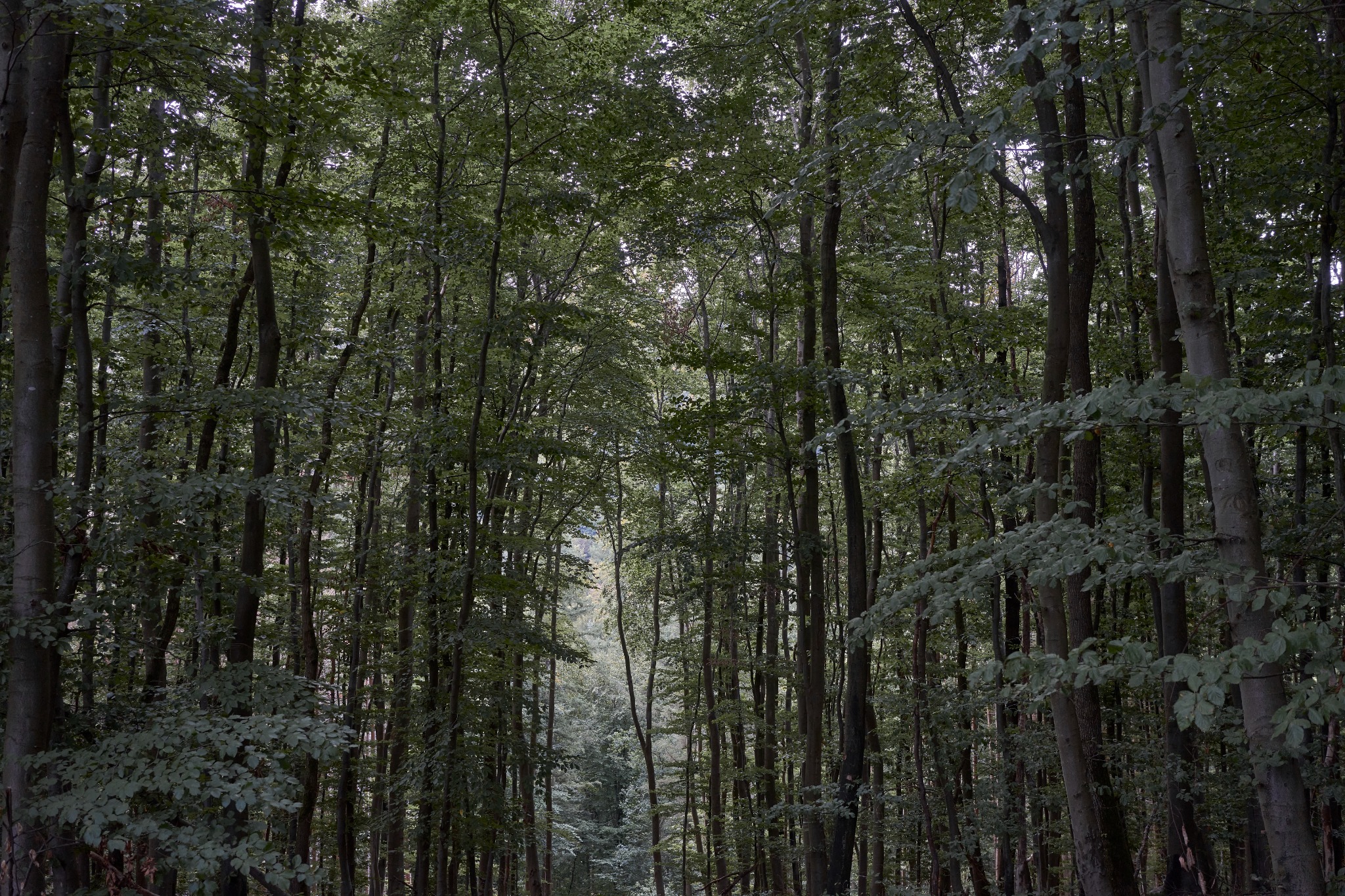 Forest Edge by Sigitas Baltramaitis
