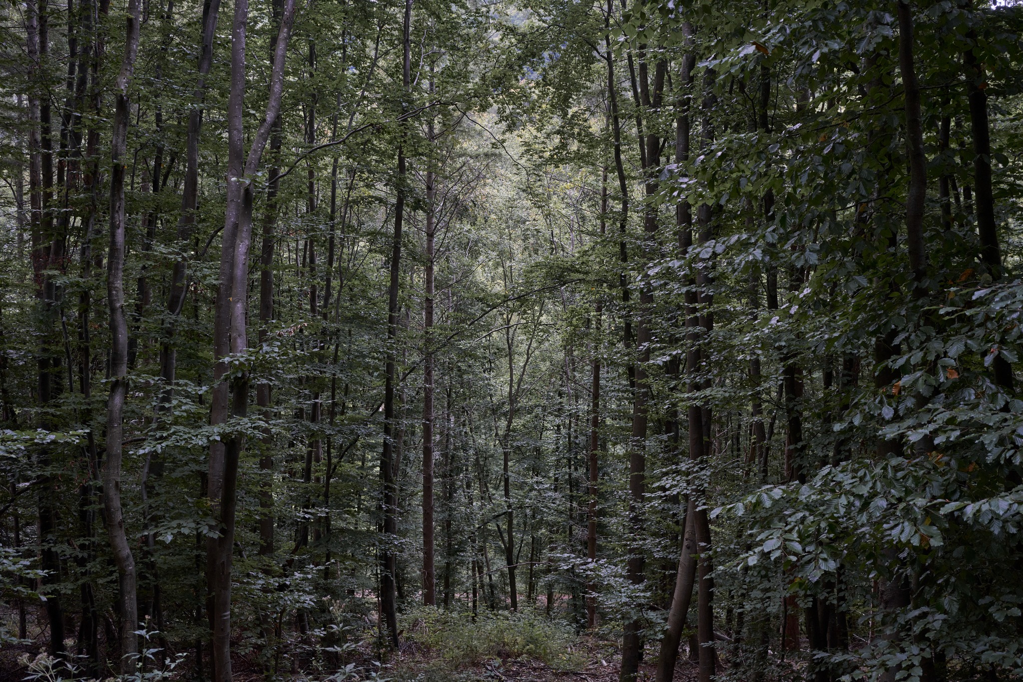 Forest Opens by Sigitas Baltramaitis