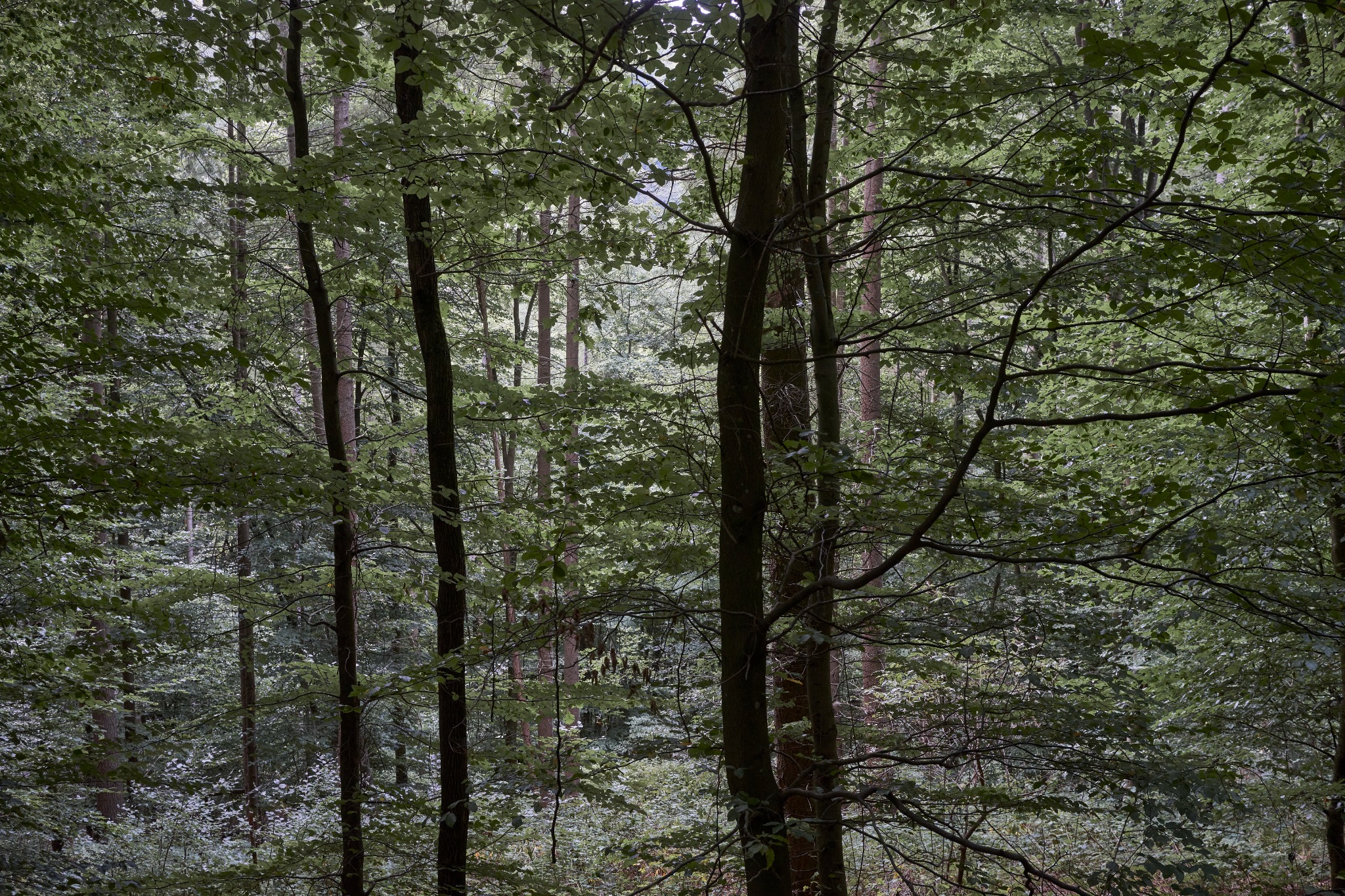 Forest Threshold by Sigitas Baltramaitis